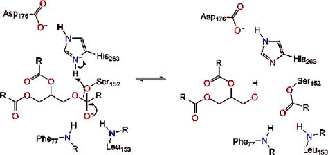 Lipase Proteopedia Life In 3d