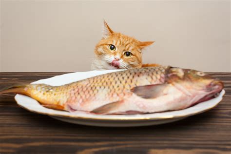 Why Do Cats Like Fish What You Should Know About Fish For Cats