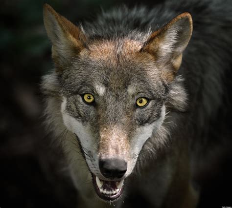Alberta Wolf Kills Driven By Private Bounties Critics