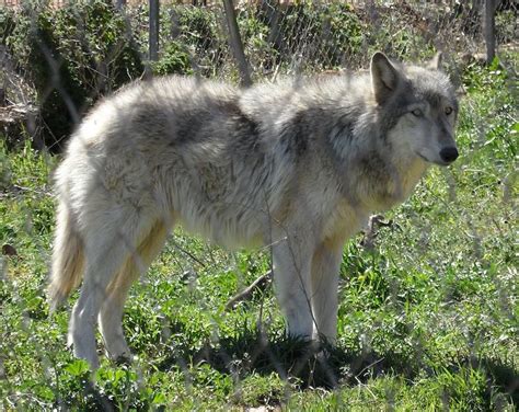 Husky Wolf Mix Info Pictures Characteristics And Facts Hepper