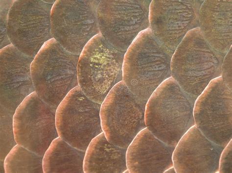 Fish Scale Texture For Background Stock Photo Image Of Abstract