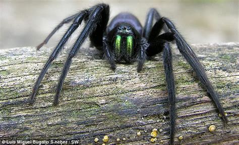 Spiders With Green Fangs Discovered In Devon Daily Mail Online