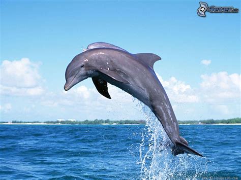 Delfines Saltando