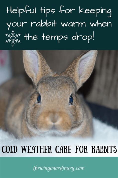 Cold Weather Care For Rabbits Thriving On Ordinary In 2023 Rabbit