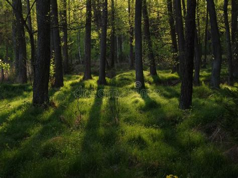 Forest In Soft Afternoon Sunlight Stock Image Image Of Afternoon