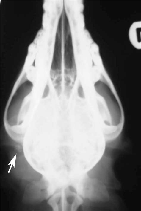 Figure 1 From Sublingual Salivary Gland Sialolithiasis In A Dog