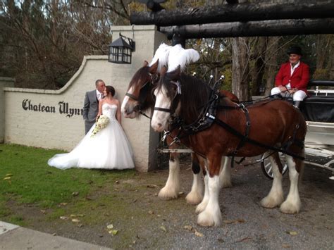 Weddings Horse Drawn Carriages