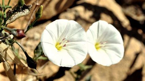 The Field Bindweed A Bright Funnel Shaped Attractive Flower