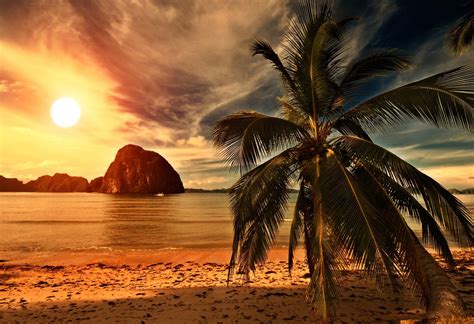 Tropical Beach Palm Tree Sunset Ocean Sea Sunlight Clouds Sky Beach Shore Nature Landscape