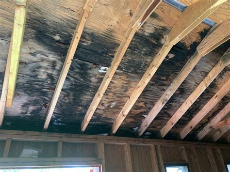 How To Get Rid Of Mold On Wood