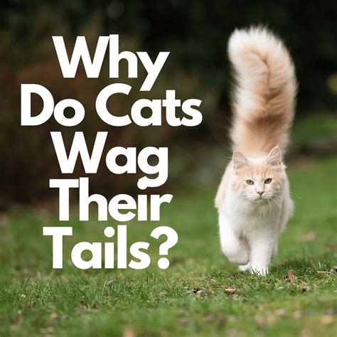 Why Do Cats Wag Their Tails The 11 Fascinating Reasons Why The
