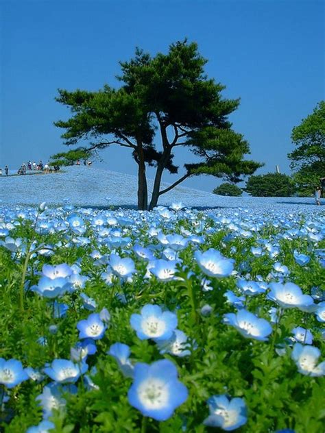 Amazing Blue Flower Field A Picture Is Worth Pinterest
