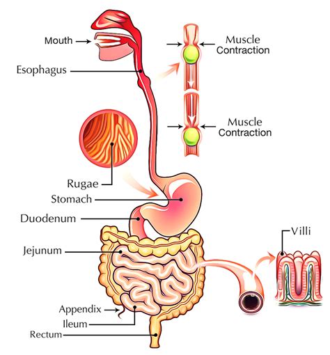 Digestive System In Human Body Earth S Lab