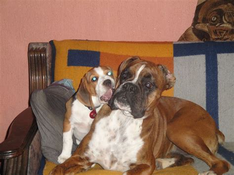 Boxer And Beagle Best Friends Perros Boxer Perros Bóxer