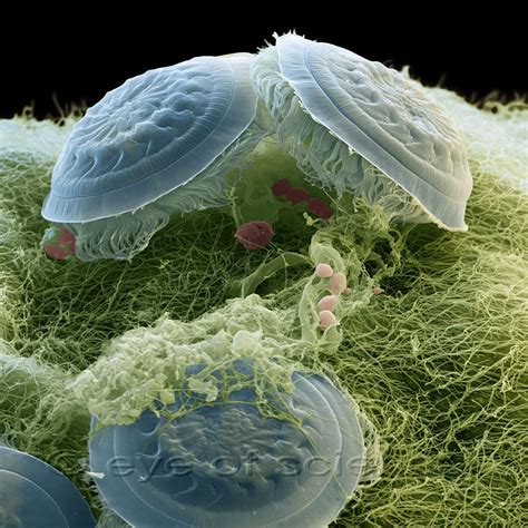 Animal Cell Under The Electron Microscope ボード Stem Cells