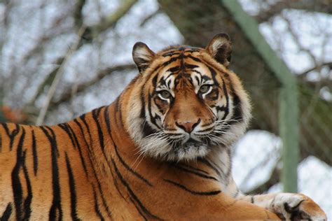 Panthera Tigris Sumatrae Sumatra Tiger Im Zoo Dublin S Flickr