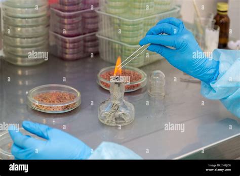 The Scientist Research Penicillium Fungi On Agar Plate In Laboratory