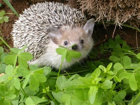 Clover Patch Cute Hedgehog And Hiding Image 15877 On