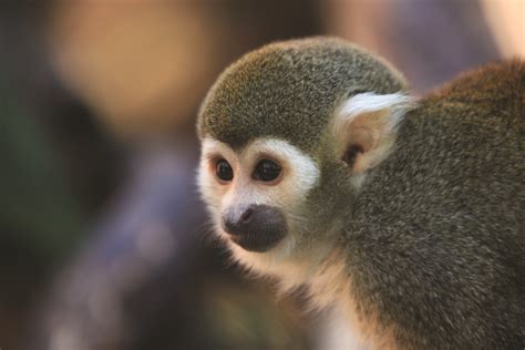 Common Squirrel Monkey Happy Hollow Park And Zoo