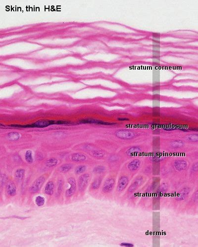 Blue Histology Integumentary System Integumentary System Medical