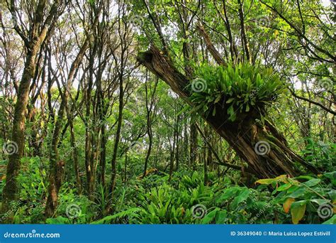 Lush Tropical Vegetation In Pihea Trail Stock Photo Image 36349040