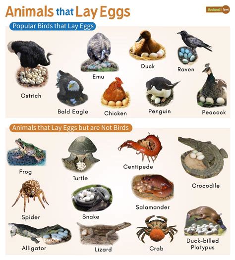 Animals That Lay Eggs List And Facts With Pictures
