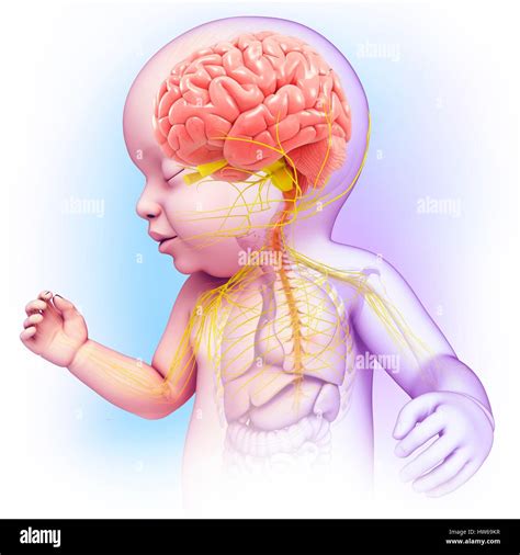 Ilustración del cerebro del bebé y el sistema nervioso Fotografía de