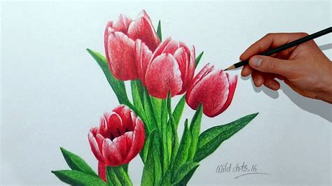 Colored Pencil Drawings Of Flowers