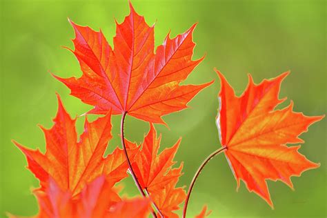 Orange Maple Leaves Photograph By Christina Rollo Fine Art America