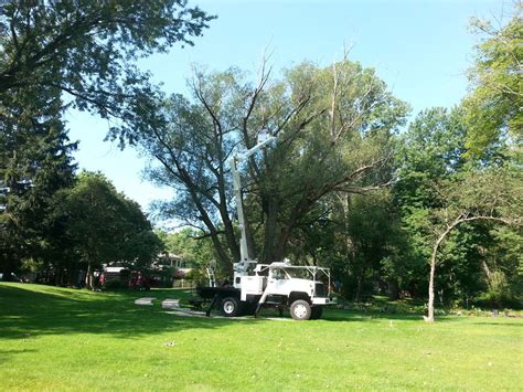 I was sounding too tentative about the rejuvenation pruning—called coppicing—that i was about to do, and michael dodge could hear it in my voice. Black Willow Pruning - Livonia, MI @ Tree Service ...