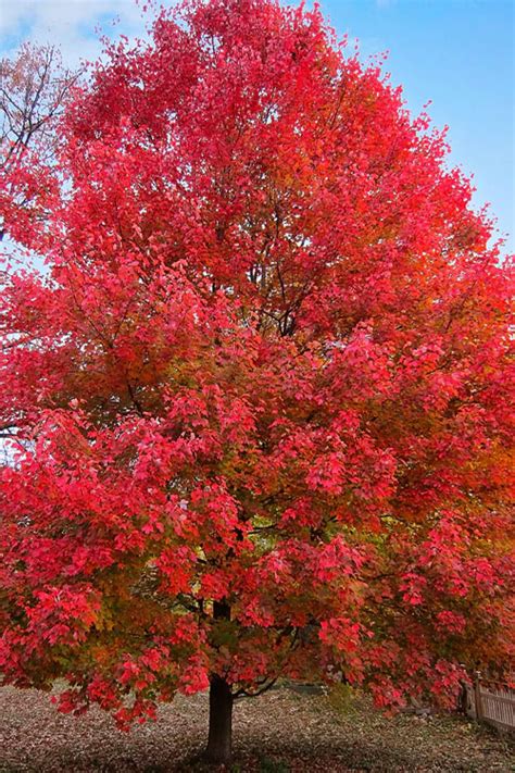 Buy Sun Valley Red Maple Tree Free Shipping Wilson Bros Gardens 3