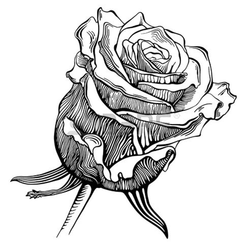 Free Rose Drawings Cliparts Download Free Rose Drawings Cliparts Png