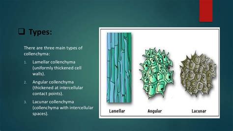 Structure Development And Function Of Collenchyma