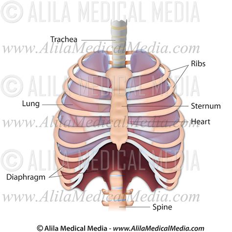 Diagram Rib Cage With Organs The Thorax Anterior View Labeled Alila Images And Photos Finder