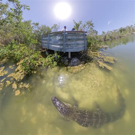 Alligator 🐊 Selfie In The Florida Keys Rinsta360