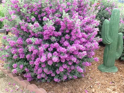Purple flowers in east texas. Texas Purple Sage | Plants, Purple sage, Flowers