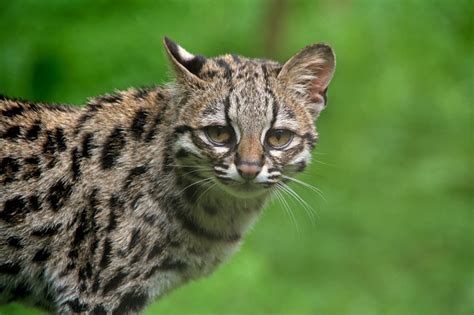 Margay Facts Pictures Video And In Depth Information For Kids And Adults