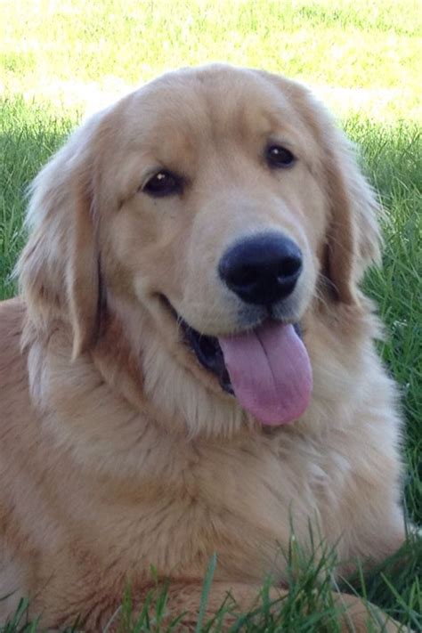 6 Month Old Golden Really Looks Older Very Beautiful Golden