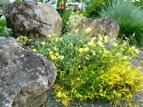 We have a wide selections of plants and landscape supplies. Rock Gardens - Creative Landscapes, Inc.
