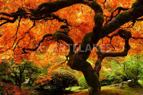 That Tree In Fall In The Portland Japanese Garden