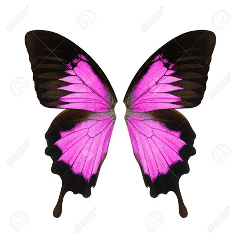 Pink Butterfly Wings AB