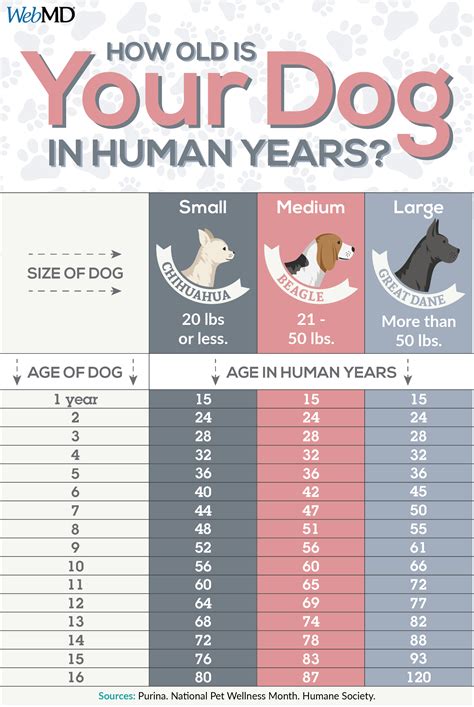 How To Calculate Your Dogs Age Dog Ages Dog Grooming Tips Dog Body