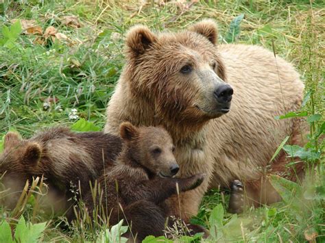 All About Animal Wildlife Grizzly Bear Images Photos And Information