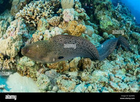 Gymnothorax Javanicus Giant Moray Eel Morayeel Safaga Red Sea