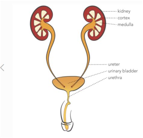 Genitourinary System Flashcards Quizlet