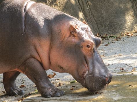 Hippo Free Stock Photo Public Domain Pictures