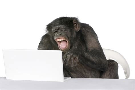 Chimps Happy To Take Turns Playing Video Games Holistic Living Tips