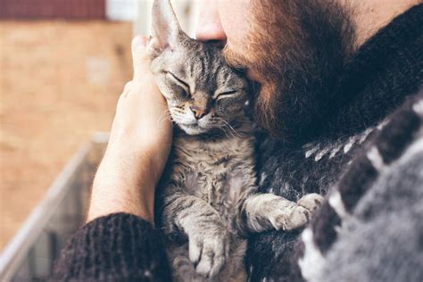 7 Reasons Why Adopting An Older Cat Is A Beautiful Choice Comfort Zone