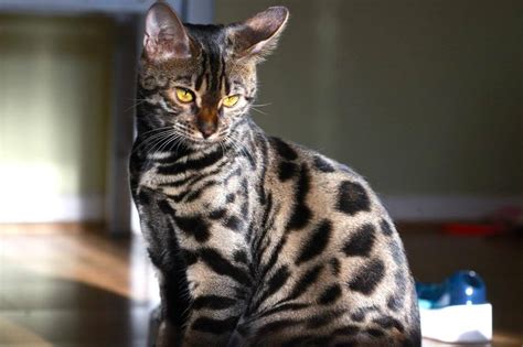 Charcoal bengals come in a variety of colors. For the Love of Bengal Cats