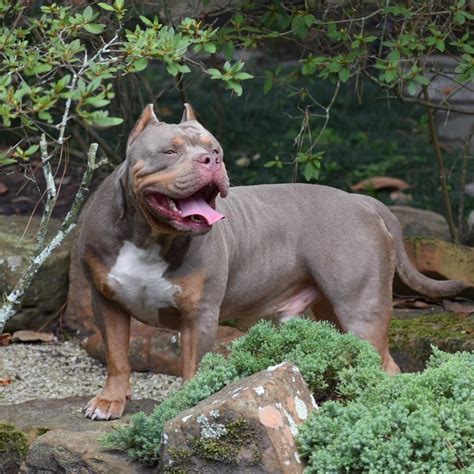They make for a wonderful family pet. American Bully Puppies For Sale | Houston, TX #281347